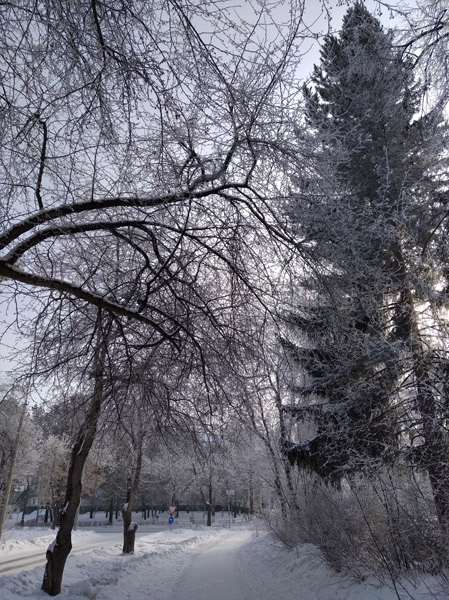 Озёрск, город деревьев, зимний день