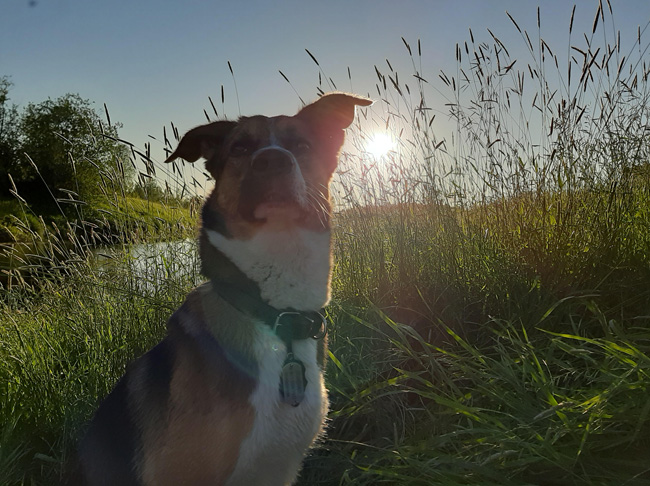 собака и солнце