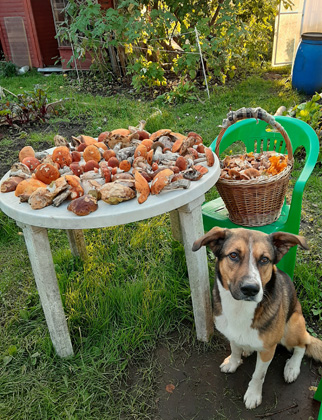 собака, грибы, бабье лето