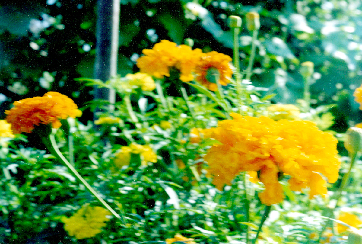 Фотографии Юрия Штерна   Времена года | Желтые цветы