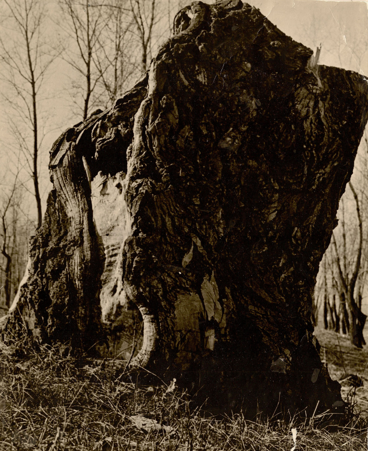 Фотографии Юрия Штерна   Пеньковый период | Памятник павшему дереву