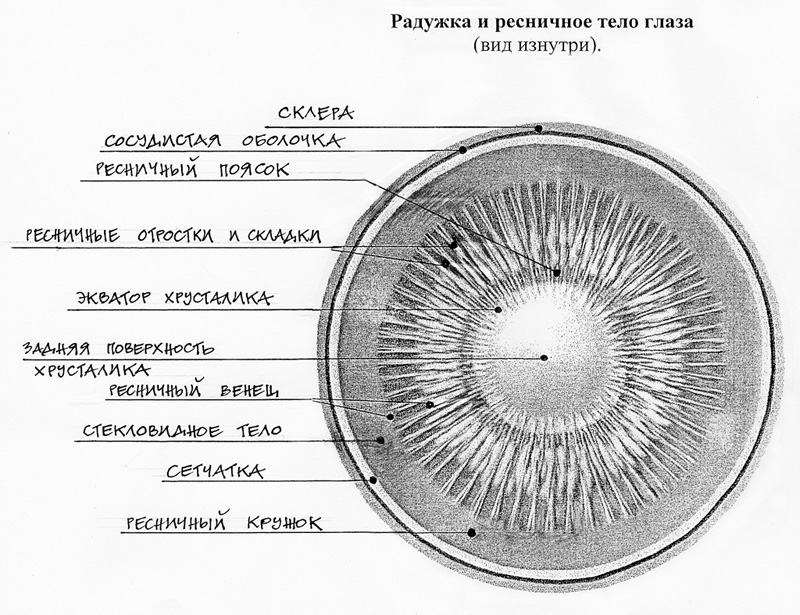 Православная архитектура   Онтология окна (иллюстрации к статье) | Анатомия глаза (2)