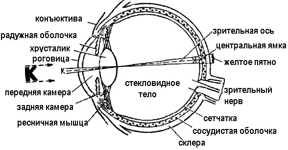Православная архитектура   Онтология окна (иллюстрации к статье) | Глаз, анатомия