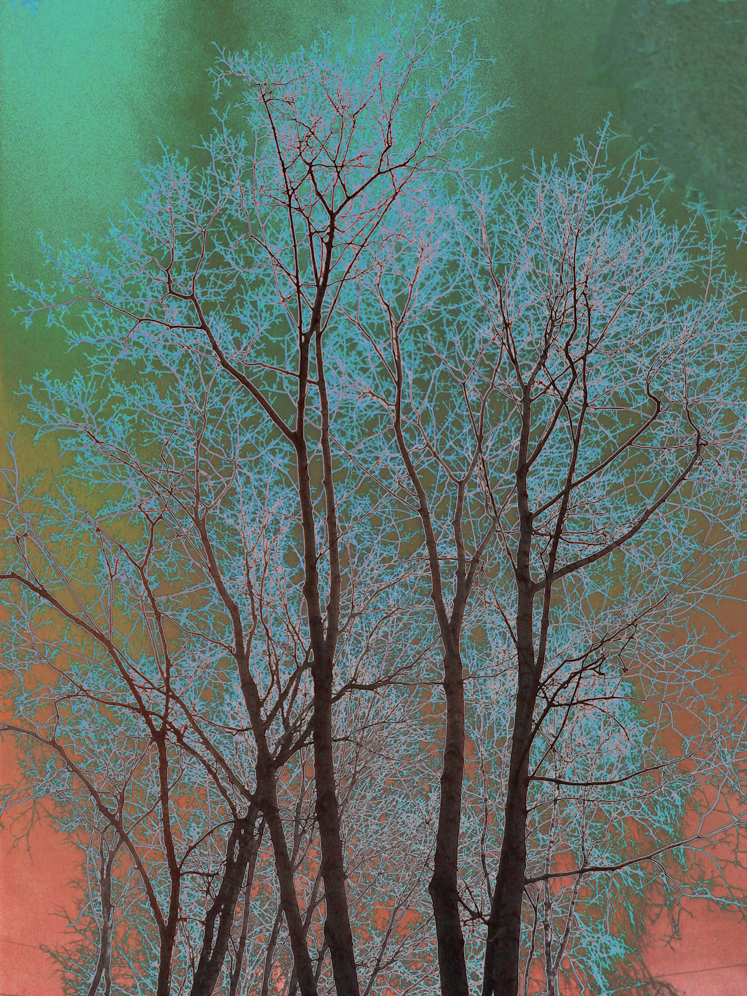Посвящения Ларисе Патраковой   «Большие деревья сквозь ночь растут…» | 