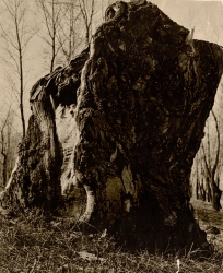 Памятник павшему дереву