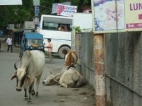 День, улица, забор, коровы...